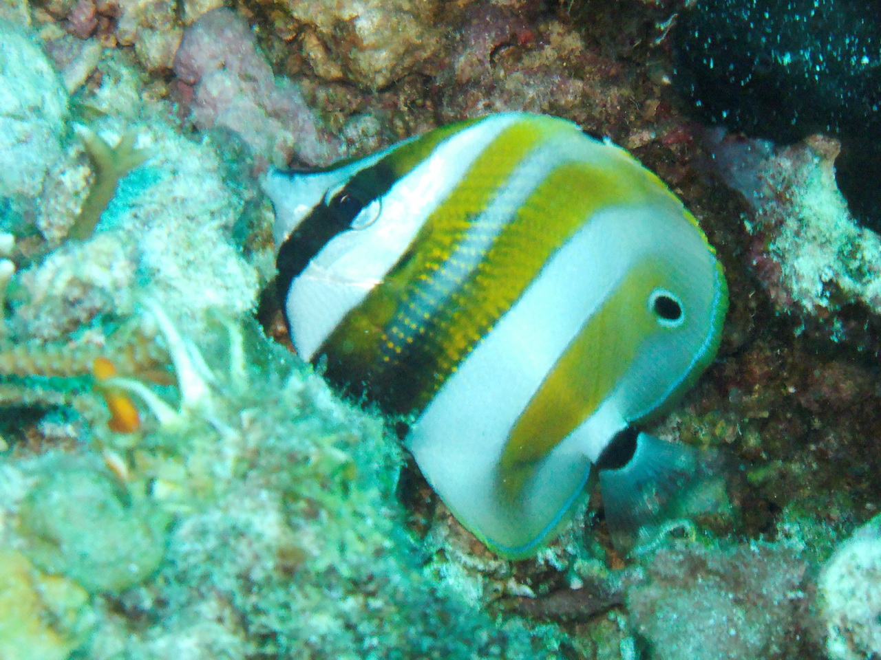 Coradion chrysozonus (Pesce farfalla banda arancio)